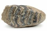 Southern Mammoth Partial Upper M Molar - Hungary #357050-4